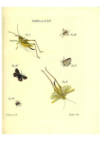 Reproducción/Reproduction 36237160691: Iacobi Christiani Schaefferi s.s. theologiae et philosophiae doctoris ... Icones insectorum circa Ratisbonam indigenorum :. Ratisbonae :Typis Breitfeldianis,MDCCLXXIX [1766-1779]