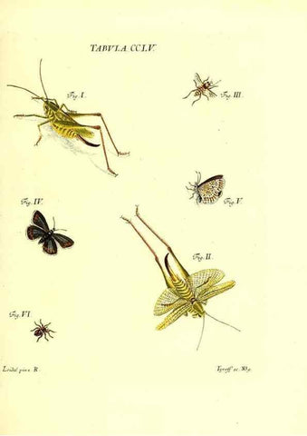 Reproducción/Reproduction 36237160691: Iacobi Christiani Schaefferi s.s. theologiae et philosophiae doctoris ... Icones insectorum circa Ratisbonam indigenorum :. Ratisbonae :Typis Breitfeldianis,MDCCLXXIX [1766-1779]