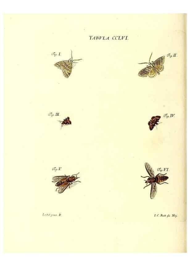 Reproducción/Reproduction 36237162491: Iacobi Christiani Schaefferi s.s. theologiae et philosophiae doctoris ... Icones insectorum circa Ratisbonam indigenorum :. Ratisbonae :Typis Breitfeldianis,MDCCLXXIX [1766-1779]