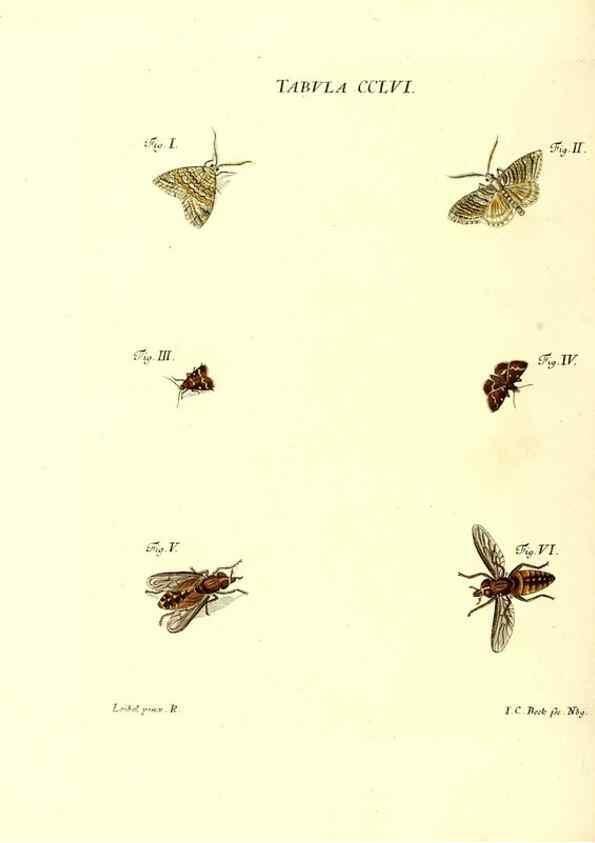 Reproducción/Reproduction 36237162491: Iacobi Christiani Schaefferi s.s. theologiae et philosophiae doctoris ... Icones insectorum circa Ratisbonam indigenorum :. Ratisbonae :Typis Breitfeldianis,MDCCLXXIX [1766-1779]