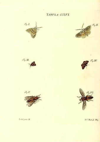 Reproducción/Reproduction 36237162491: Iacobi Christiani Schaefferi s.s. theologiae et philosophiae doctoris ... Icones insectorum circa Ratisbonam indigenorum :. Ratisbonae :Typis Breitfeldianis,MDCCLXXIX [1766-1779]