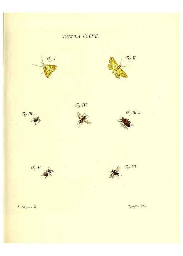 Reproducción/Reproduction 36237164531: Iacobi Christiani Schaefferi s.s. theologiae et philosophiae doctoris ... Icones insectorum circa Ratisbonam indigenorum :. Ratisbonae :Typis Breitfeldianis,MDCCLXXIX [1766-1779]
