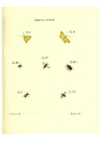 Reproducción/Reproduction 36237164531: Iacobi Christiani Schaefferi s.s. theologiae et philosophiae doctoris ... Icones insectorum circa Ratisbonam indigenorum :. Ratisbonae :Typis Breitfeldianis,MDCCLXXIX [1766-1779]