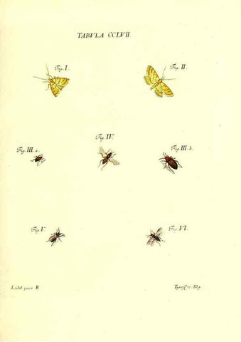 Reproducción/Reproduction 36237164531: Iacobi Christiani Schaefferi s.s. theologiae et philosophiae doctoris ... Icones insectorum circa Ratisbonam indigenorum :. Ratisbonae :Typis Breitfeldianis,MDCCLXXIX [1766-1779]