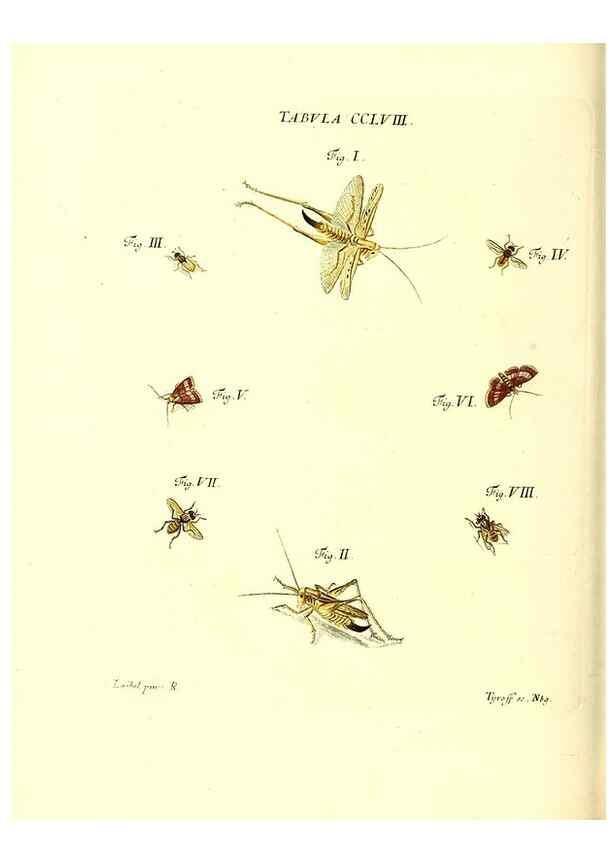 Reproducción/Reproduction 36237166411: Iacobi Christiani Schaefferi s.s. theologiae et philosophiae doctoris ... Icones insectorum circa Ratisbonam indigenorum :. Ratisbonae :Typis Breitfeldianis,MDCCLXXIX [1766-1779]