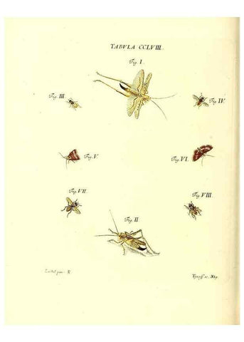 Reproducción/Reproduction 36237166411: Iacobi Christiani Schaefferi s.s. theologiae et philosophiae doctoris ... Icones insectorum circa Ratisbonam indigenorum :. Ratisbonae :Typis Breitfeldianis,MDCCLXXIX [1766-1779]