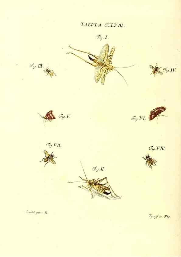 Reproducción/Reproduction 36237166411: Iacobi Christiani Schaefferi s.s. theologiae et philosophiae doctoris ... Icones insectorum circa Ratisbonam indigenorum :. Ratisbonae :Typis Breitfeldianis,MDCCLXXIX [1766-1779]