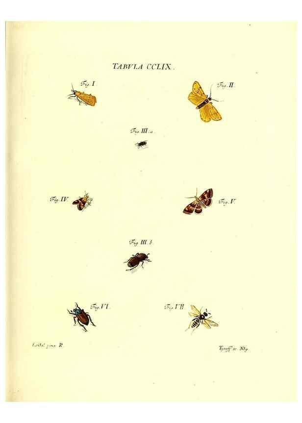 Reproducción/Reproduction 36237167981: Iacobi Christiani Schaefferi s.s. theologiae et philosophiae doctoris ... Icones insectorum circa Ratisbonam indigenorum :. Ratisbonae :Typis Breitfeldianis,MDCCLXXIX [1766-1779]