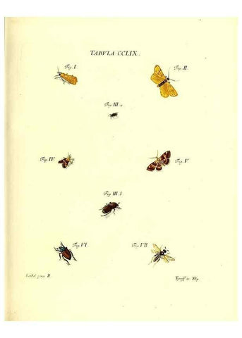 Reproducción/Reproduction 36237167981: Iacobi Christiani Schaefferi s.s. theologiae et philosophiae doctoris ... Icones insectorum circa Ratisbonam indigenorum :. Ratisbonae :Typis Breitfeldianis,MDCCLXXIX [1766-1779]