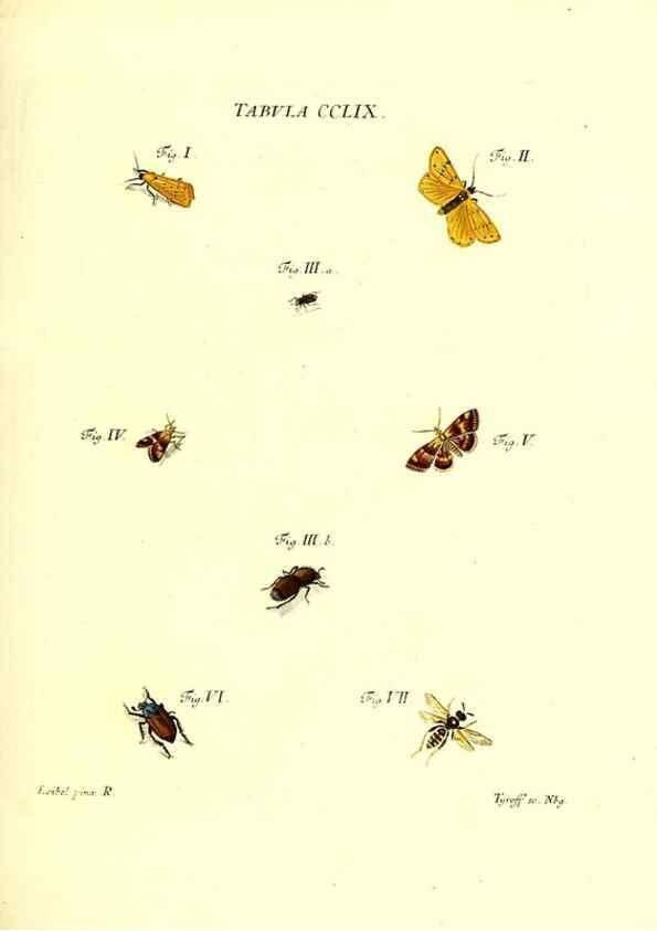 Reproducción/Reproduction 36237167981: Iacobi Christiani Schaefferi s.s. theologiae et philosophiae doctoris ... Icones insectorum circa Ratisbonam indigenorum :. Ratisbonae :Typis Breitfeldianis,MDCCLXXIX [1766-1779]