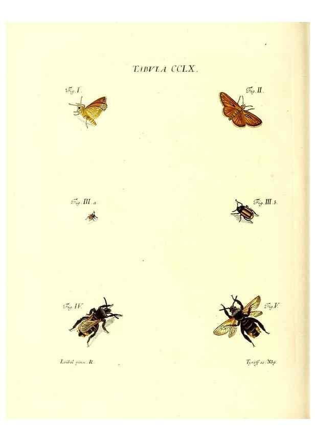 Reproducción/Reproduction 36237169361: Iacobi Christiani Schaefferi s.s. theologiae et philosophiae doctoris ... Icones insectorum circa Ratisbonam indigenorum :. Ratisbonae :Typis Breitfeldianis,MDCCLXXIX [1766-1779]