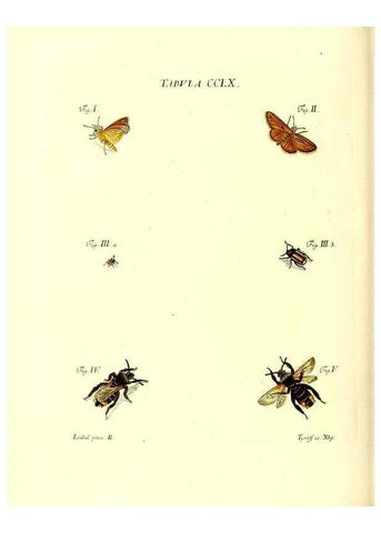 Reproducción/Reproduction 36237169361: Iacobi Christiani Schaefferi s.s. theologiae et philosophiae doctoris ... Icones insectorum circa Ratisbonam indigenorum :. Ratisbonae :Typis Breitfeldianis,MDCCLXXIX [1766-1779]