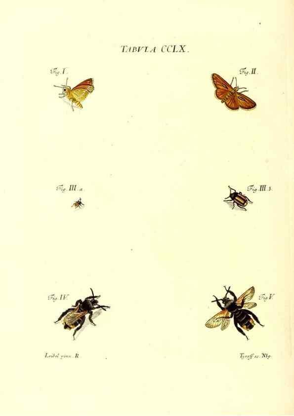 Reproducción/Reproduction 36237169361: Iacobi Christiani Schaefferi s.s. theologiae et philosophiae doctoris ... Icones insectorum circa Ratisbonam indigenorum :. Ratisbonae :Typis Breitfeldianis,MDCCLXXIX [1766-1779]