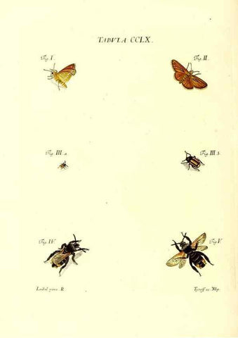 Reproducción/Reproduction 36237169361: Iacobi Christiani Schaefferi s.s. theologiae et philosophiae doctoris ... Icones insectorum circa Ratisbonam indigenorum :. Ratisbonae :Typis Breitfeldianis,MDCCLXXIX [1766-1779]