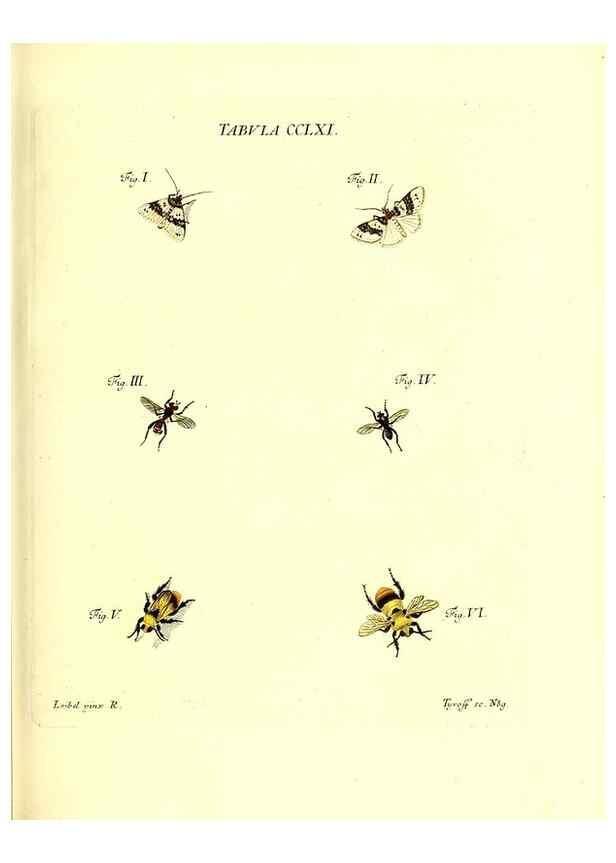 Reproducción/Reproduction 36205622112: Iacobi Christiani Schaefferi s.s. theologiae et philosophiae doctoris ... Icones insectorum circa Ratisbonam indigenorum :. Ratisbonae :Typis Breitfeldianis,MDCCLXXIX [1766-1779]