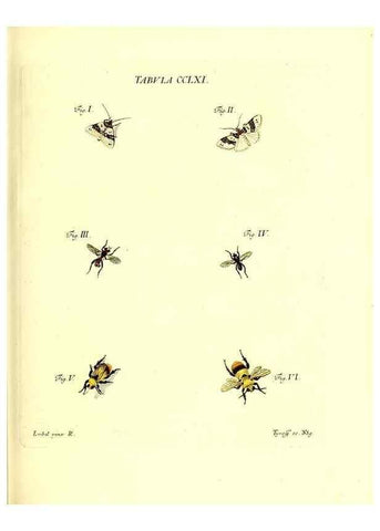 Reproducción/Reproduction 36205622112: Iacobi Christiani Schaefferi s.s. theologiae et philosophiae doctoris ... Icones insectorum circa Ratisbonam indigenorum :. Ratisbonae :Typis Breitfeldianis,MDCCLXXIX [1766-1779]