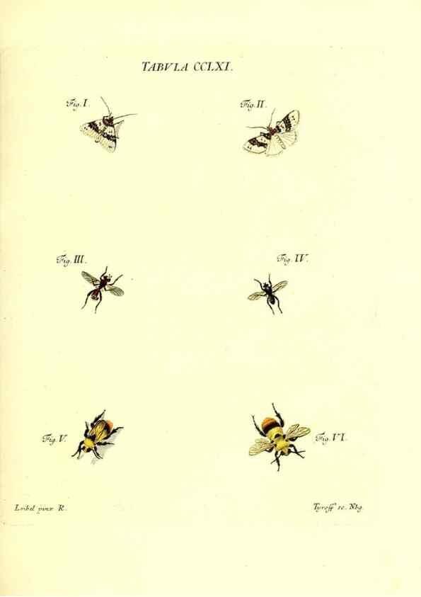Reproducción/Reproduction 36205622112: Iacobi Christiani Schaefferi s.s. theologiae et philosophiae doctoris ... Icones insectorum circa Ratisbonam indigenorum :. Ratisbonae :Typis Breitfeldianis,MDCCLXXIX [1766-1779]