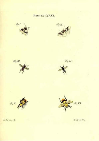 Reproducción/Reproduction 36205622112: Iacobi Christiani Schaefferi s.s. theologiae et philosophiae doctoris ... Icones insectorum circa Ratisbonam indigenorum :. Ratisbonae :Typis Breitfeldianis,MDCCLXXIX [1766-1779]