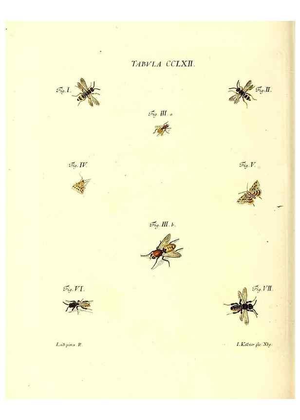 Reproducción/Reproduction 36205624312: Iacobi Christiani Schaefferi s.s. theologiae et philosophiae doctoris ... Icones insectorum circa Ratisbonam indigenorum :. Ratisbonae :Typis Breitfeldianis,MDCCLXXIX [1766-1779]
