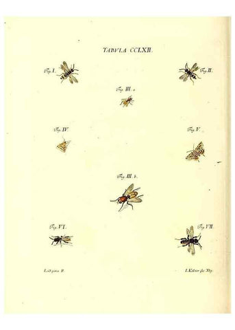 Reproducción/Reproduction 36205624312: Iacobi Christiani Schaefferi s.s. theologiae et philosophiae doctoris ... Icones insectorum circa Ratisbonam indigenorum :. Ratisbonae :Typis Breitfeldianis,MDCCLXXIX [1766-1779]