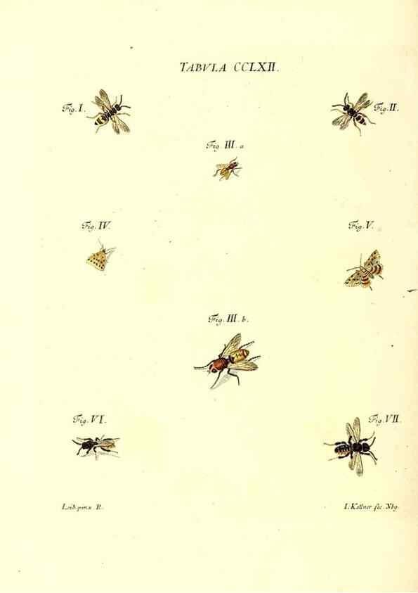 Reproducción/Reproduction 36205624312: Iacobi Christiani Schaefferi s.s. theologiae et philosophiae doctoris ... Icones insectorum circa Ratisbonam indigenorum :. Ratisbonae :Typis Breitfeldianis,MDCCLXXIX [1766-1779]