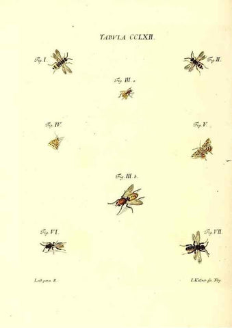 Reproducción/Reproduction 36205624312: Iacobi Christiani Schaefferi s.s. theologiae et philosophiae doctoris ... Icones insectorum circa Ratisbonam indigenorum :. Ratisbonae :Typis Breitfeldianis,MDCCLXXIX [1766-1779]