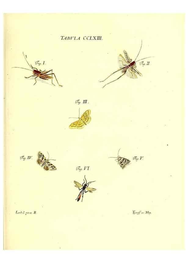 Reproducción/Reproduction 36373860575: Iacobi Christiani Schaefferi s.s. theologiae et philosophiae doctoris ... Icones insectorum circa Ratisbonam indigenorum :. Ratisbonae :Typis Breitfeldianis,MDCCLXXIX [1766-1779]