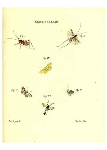 Reproducción/Reproduction 36373860575: Iacobi Christiani Schaefferi s.s. theologiae et philosophiae doctoris ... Icones insectorum circa Ratisbonam indigenorum :. Ratisbonae :Typis Breitfeldianis,MDCCLXXIX [1766-1779]