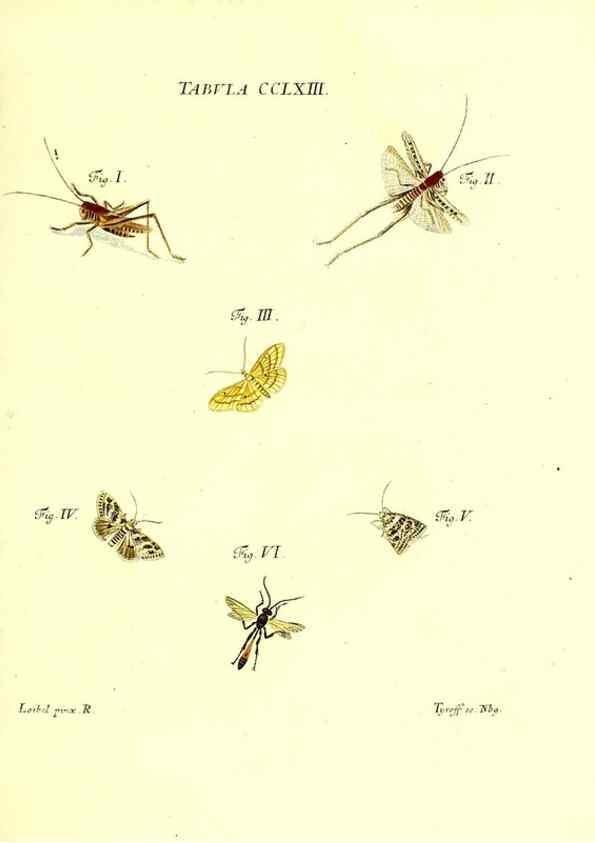 Reproducción/Reproduction 36373860575: Iacobi Christiani Schaefferi s.s. theologiae et philosophiae doctoris ... Icones insectorum circa Ratisbonam indigenorum :. Ratisbonae :Typis Breitfeldianis,MDCCLXXIX [1766-1779]