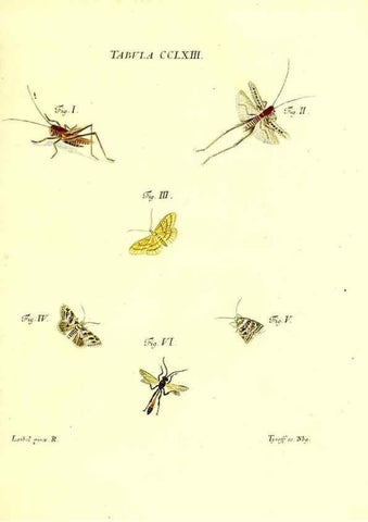 Reproducción/Reproduction 36373860575: Iacobi Christiani Schaefferi s.s. theologiae et philosophiae doctoris ... Icones insectorum circa Ratisbonam indigenorum :. Ratisbonae :Typis Breitfeldianis,MDCCLXXIX [1766-1779]