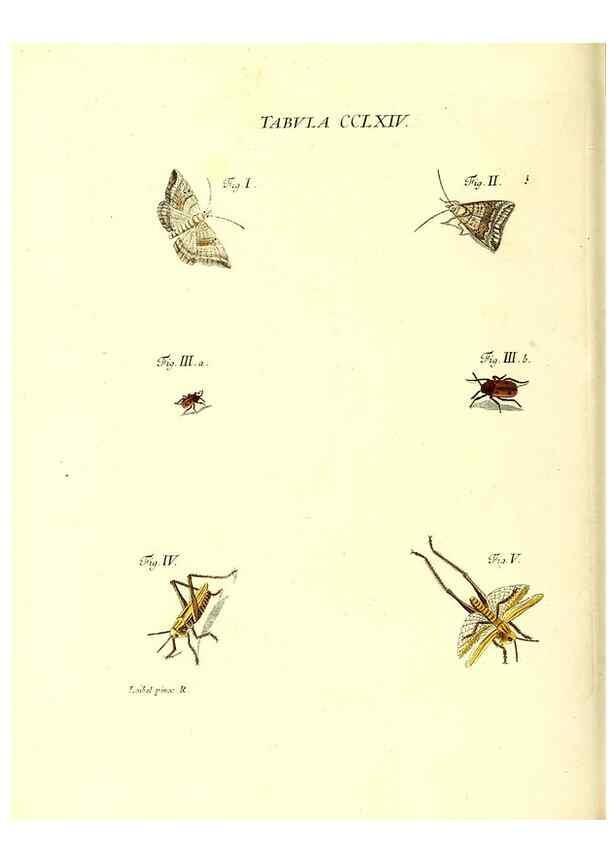 Reproducción/Reproduction 36373861145: Iacobi Christiani Schaefferi s.s. theologiae et philosophiae doctoris ... Icones insectorum circa Ratisbonam indigenorum :. Ratisbonae :Typis Breitfeldianis,MDCCLXXIX [1766-1779]