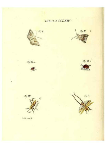 Reproducción/Reproduction 36373861145: Iacobi Christiani Schaefferi s.s. theologiae et philosophiae doctoris ... Icones insectorum circa Ratisbonam indigenorum :. Ratisbonae :Typis Breitfeldianis,MDCCLXXIX [1766-1779]