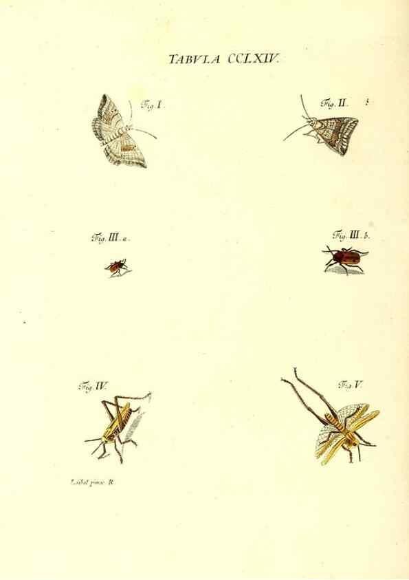 Reproducción/Reproduction 36373861145: Iacobi Christiani Schaefferi s.s. theologiae et philosophiae doctoris ... Icones insectorum circa Ratisbonam indigenorum :. Ratisbonae :Typis Breitfeldianis,MDCCLXXIX [1766-1779]