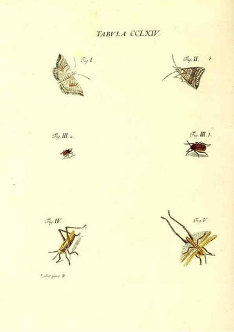 Reproducción/Reproduction 36373861145: Iacobi Christiani Schaefferi s.s. theologiae et philosophiae doctoris ... Icones insectorum circa Ratisbonam indigenorum :. Ratisbonae :Typis Breitfeldianis,MDCCLXXIX [1766-1779]