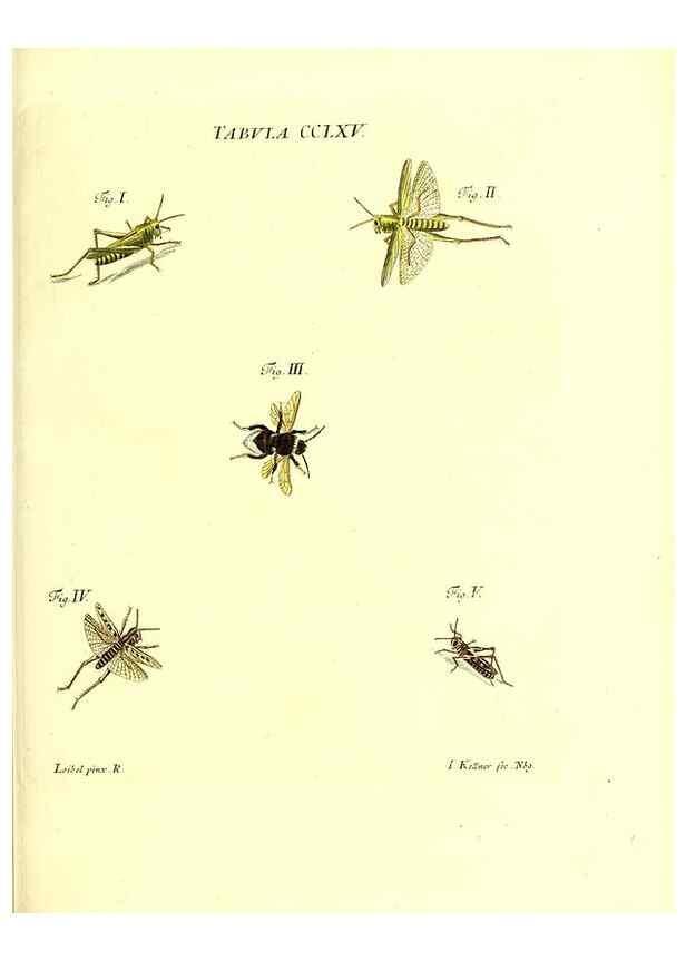 Reproducción/Reproduction 36205630882: Iacobi Christiani Schaefferi s.s. theologiae et philosophiae doctoris ... Icones insectorum circa Ratisbonam indigenorum :. Ratisbonae :Typis Breitfeldianis,MDCCLXXIX [1766-1779]