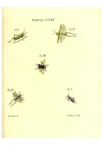 Reproducción/Reproduction 36205630882: Iacobi Christiani Schaefferi s.s. theologiae et philosophiae doctoris ... Icones insectorum circa Ratisbonam indigenorum :. Ratisbonae :Typis Breitfeldianis,MDCCLXXIX [1766-1779]
