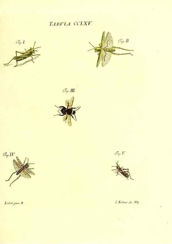 Reproducción/Reproduction 36205630882: Iacobi Christiani Schaefferi s.s. theologiae et philosophiae doctoris ... Icones insectorum circa Ratisbonam indigenorum :. Ratisbonae :Typis Breitfeldianis,MDCCLXXIX [1766-1779]