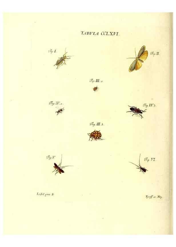 Reproducción/Reproduction 36205633212: Iacobi Christiani Schaefferi s.s. theologiae et philosophiae doctoris ... Icones insectorum circa Ratisbonam indigenorum :. Ratisbonae :Typis Breitfeldianis,MDCCLXXIX [1766-1779]