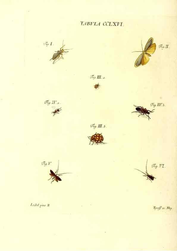 Reproducción/Reproduction 36205633212: Iacobi Christiani Schaefferi s.s. theologiae et philosophiae doctoris ... Icones insectorum circa Ratisbonam indigenorum :. Ratisbonae :Typis Breitfeldianis,MDCCLXXIX [1766-1779]