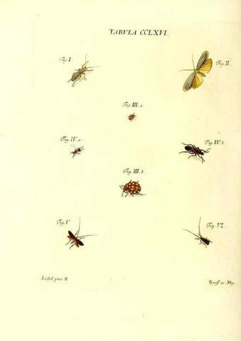 Reproducción/Reproduction 36205633212: Iacobi Christiani Schaefferi s.s. theologiae et philosophiae doctoris ... Icones insectorum circa Ratisbonam indigenorum :. Ratisbonae :Typis Breitfeldianis,MDCCLXXIX [1766-1779]