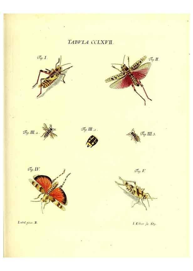Reproducción/Reproduction 36205635602: Iacobi Christiani Schaefferi s.s. theologiae et philosophiae doctoris ... Icones insectorum circa Ratisbonam indigenorum :. Ratisbonae :Typis Breitfeldianis,MDCCLXXIX [1766-1779]