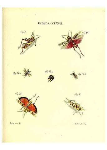 Reproducción/Reproduction 36205635602: Iacobi Christiani Schaefferi s.s. theologiae et philosophiae doctoris ... Icones insectorum circa Ratisbonam indigenorum :. Ratisbonae :Typis Breitfeldianis,MDCCLXXIX [1766-1779]