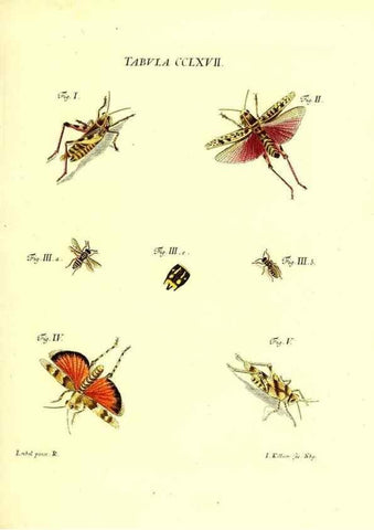 Reproducción/Reproduction 36205635602: Iacobi Christiani Schaefferi s.s. theologiae et philosophiae doctoris ... Icones insectorum circa Ratisbonam indigenorum :. Ratisbonae :Typis Breitfeldianis,MDCCLXXIX [1766-1779]