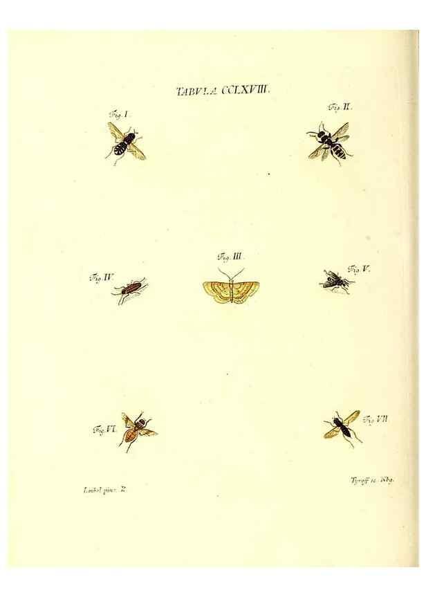 Reproducción/Reproduction 36205638052: Iacobi Christiani Schaefferi s.s. theologiae et philosophiae doctoris ... Icones insectorum circa Ratisbonam indigenorum :. Ratisbonae :Typis Breitfeldianis,MDCCLXXIX [1766-1779]