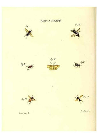 Reproducción/Reproduction 36205638052: Iacobi Christiani Schaefferi s.s. theologiae et philosophiae doctoris ... Icones insectorum circa Ratisbonam indigenorum :. Ratisbonae :Typis Breitfeldianis,MDCCLXXIX [1766-1779]