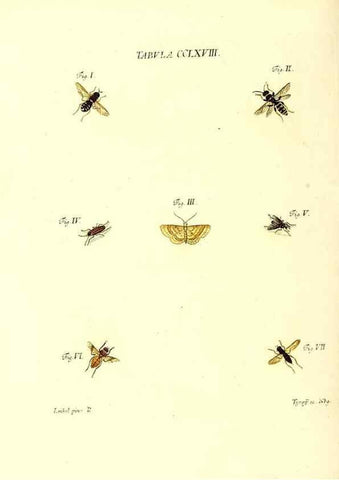 Reproducción/Reproduction 36205638052: Iacobi Christiani Schaefferi s.s. theologiae et philosophiae doctoris ... Icones insectorum circa Ratisbonam indigenorum :. Ratisbonae :Typis Breitfeldianis,MDCCLXXIX [1766-1779]