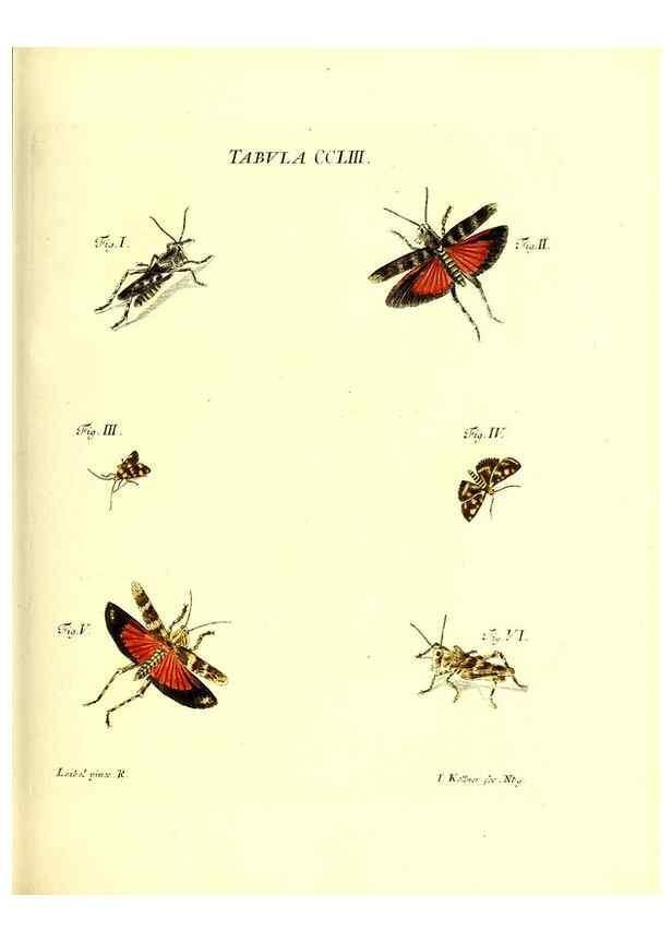 Reproducción/Reproduction 36237157361: Iacobi Christiani Schaefferi s.s. theologiae et philosophiae doctoris ... Icones insectorum circa Ratisbonam indigenorum :. Ratisbonae :Typis Breitfeldianis,MDCCLXXIX [1766-1779]