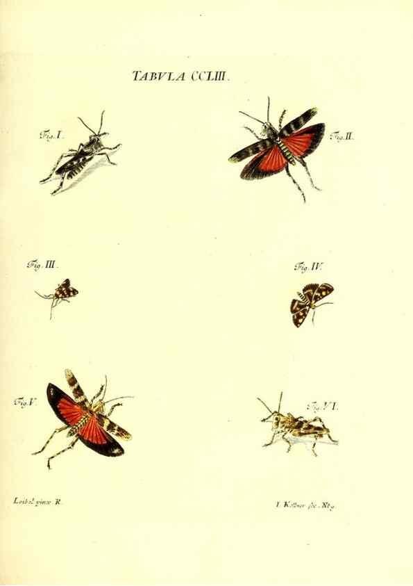 Reproducción/Reproduction 36237157361: Iacobi Christiani Schaefferi s.s. theologiae et philosophiae doctoris ... Icones insectorum circa Ratisbonam indigenorum :. Ratisbonae :Typis Breitfeldianis,MDCCLXXIX [1766-1779]