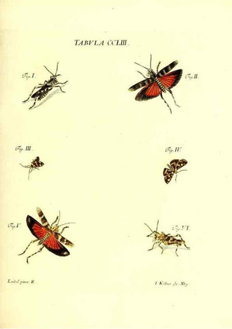 Reproducción/Reproduction 36237157361: Iacobi Christiani Schaefferi s.s. theologiae et philosophiae doctoris ... Icones insectorum circa Ratisbonam indigenorum :. Ratisbonae :Typis Breitfeldianis,MDCCLXXIX [1766-1779]