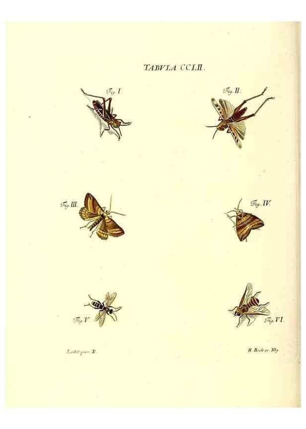 Reproducción/Reproduction 36237155761: Iacobi Christiani Schaefferi s.s. theologiae et philosophiae doctoris ... Icones insectorum circa Ratisbonam indigenorum :. Ratisbonae :Typis Breitfeldianis,MDCCLXXIX [1766-1779]